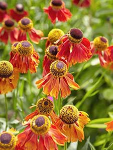 Helenium