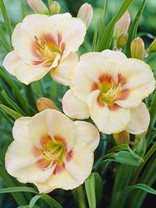 Hemerocallis - lilie dzienne
