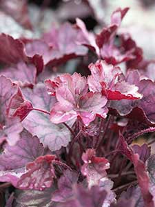 Heuchera - Koralowe Dzwony