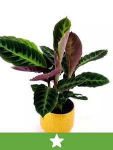 Nowe rośliny doniczkowe