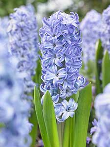 Hiacynty
