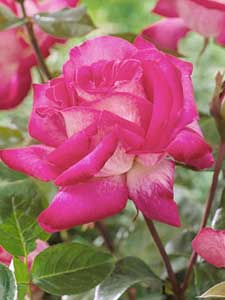 Hybrydowe Róże Herbaciane