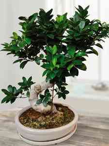 Drzewka Bonsai do wnętrz