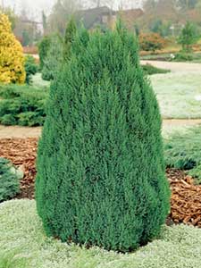 Juniperus