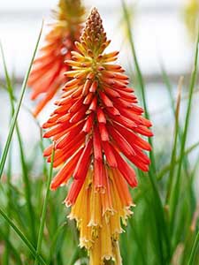 Kniphofia - Pokerowe rośliny