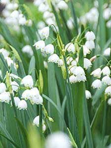 Leukojum