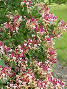 Lonicera (wiciokrzew)