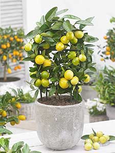 Mini drzewka owocowe