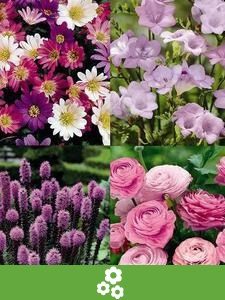 Pakiety wartości cebul kwiatowych