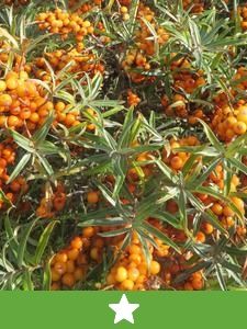 Nowe rodzaje owoców