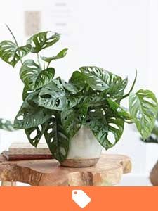 W sprzedaży rośliny doniczkowe