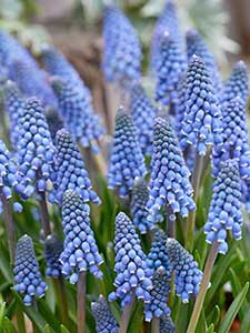 Muscari