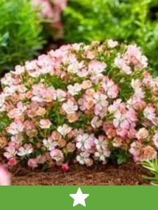 Nowe rośliny ogrodowe