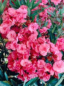 Oleander