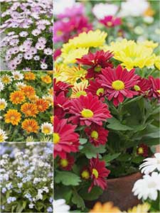 Inne rośliny rabatowe