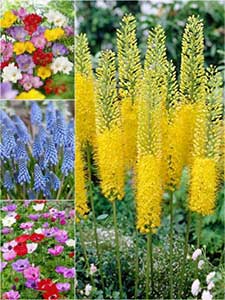 Pozostałe cebulki kwiatowe