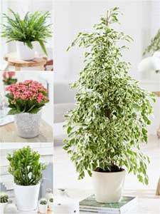 Inne rośliny doniczkowe