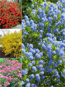 Krzewy według koloru