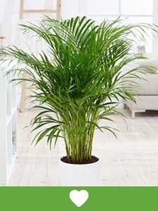 Popularne rośliny doniczkowe