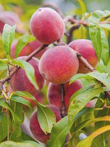 Drzewa brzoskwiniowe