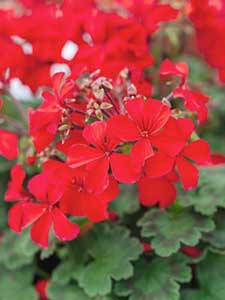 Pelargonia