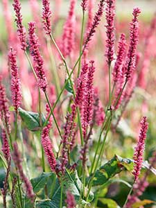 Persicaria