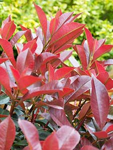 Photinia