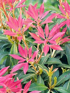 Pieris