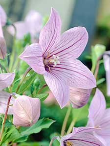 Platykodon - Rozwar wielkokwiatowy