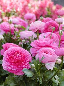 Ranunculus - Jaskier