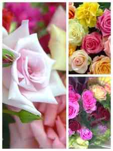 Róże mieszane