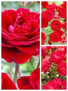 czerwone róże