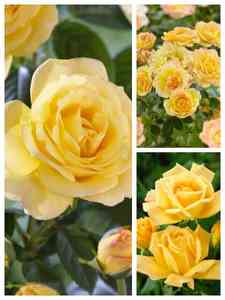Żółte róże