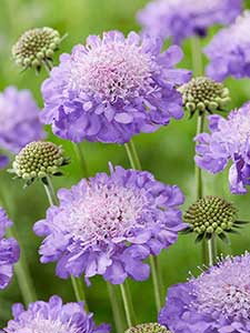 Scabiosa - Driakiew