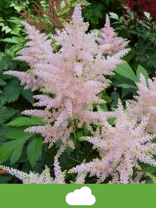 Rośliny dające cień