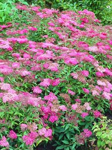 Spirea