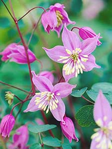 Thalictrum - Rutewka