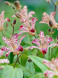 Tricyrtis - Trójsklepka