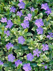 Vinca