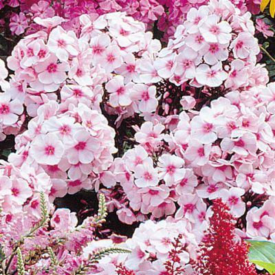 Phlox Bright Eyes B