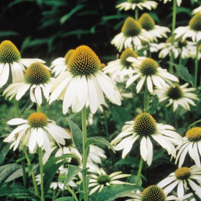 Echinacea atrop. alba 2
