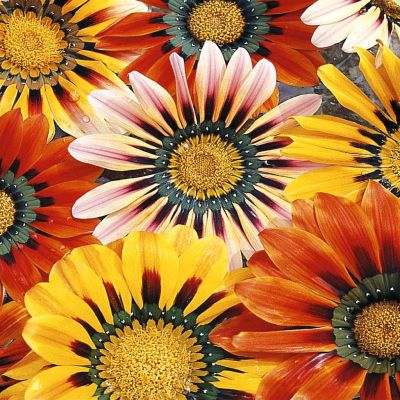 4 4310 Gazania 'Sunshine'