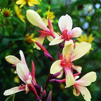 Canna Glauca Panache Canna Glauca Panache
