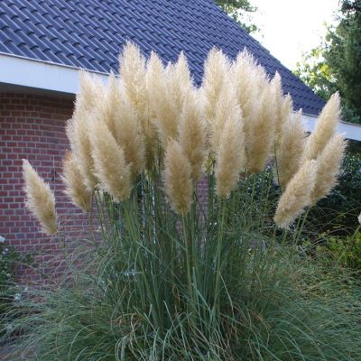 Cortaderia selloana Pumila