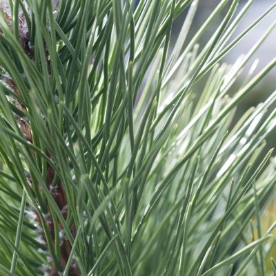 Pinus Sylvestris