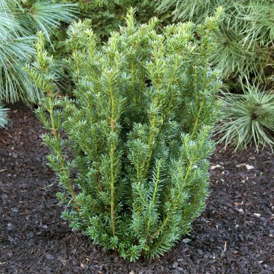 Taxus media Hillii