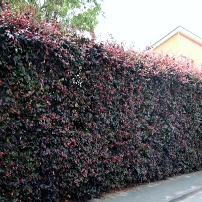 Fagus sylvestris atropurpurea groot Fagus sylvestris atropurpurea groot