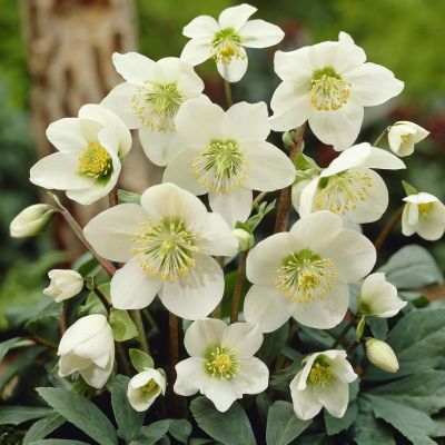 Helleborus Niger White