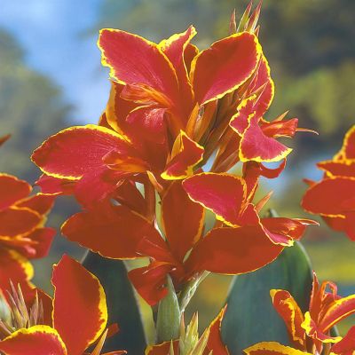 Canna indica Lucifer v1 Canna indica Lucifer v1