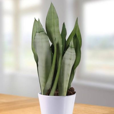 Sansevieria Moonshine - hoogte 45-50